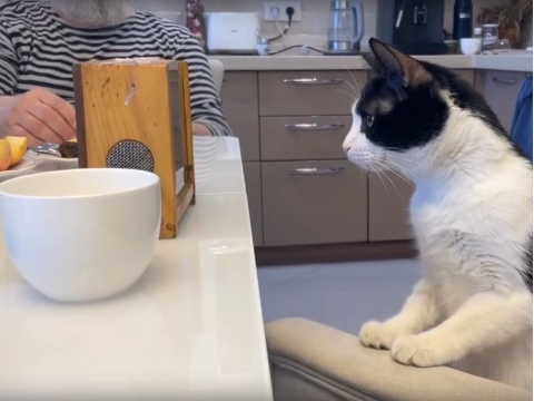 Пчелиные процедуры и кошачье любопытство! 